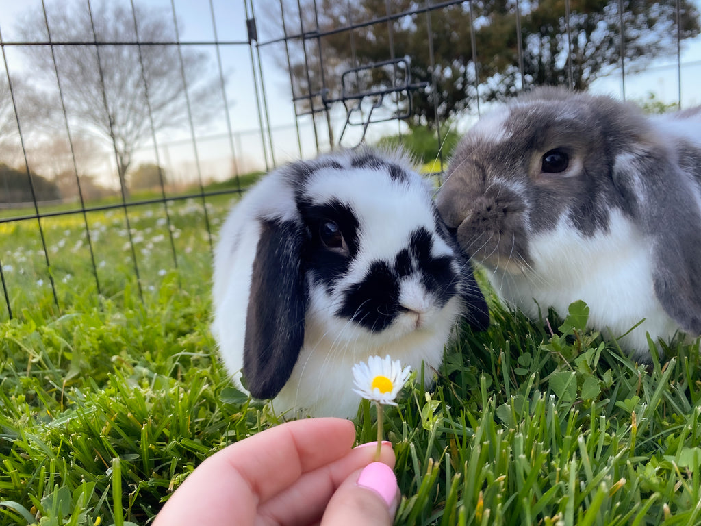 PROS AND CONS of Having a Pet Rabbit